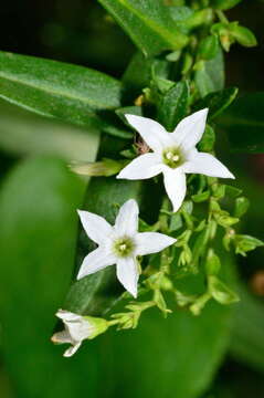 Image of Cyphanthera anthocercidea (F. Müll.) L. Haegi