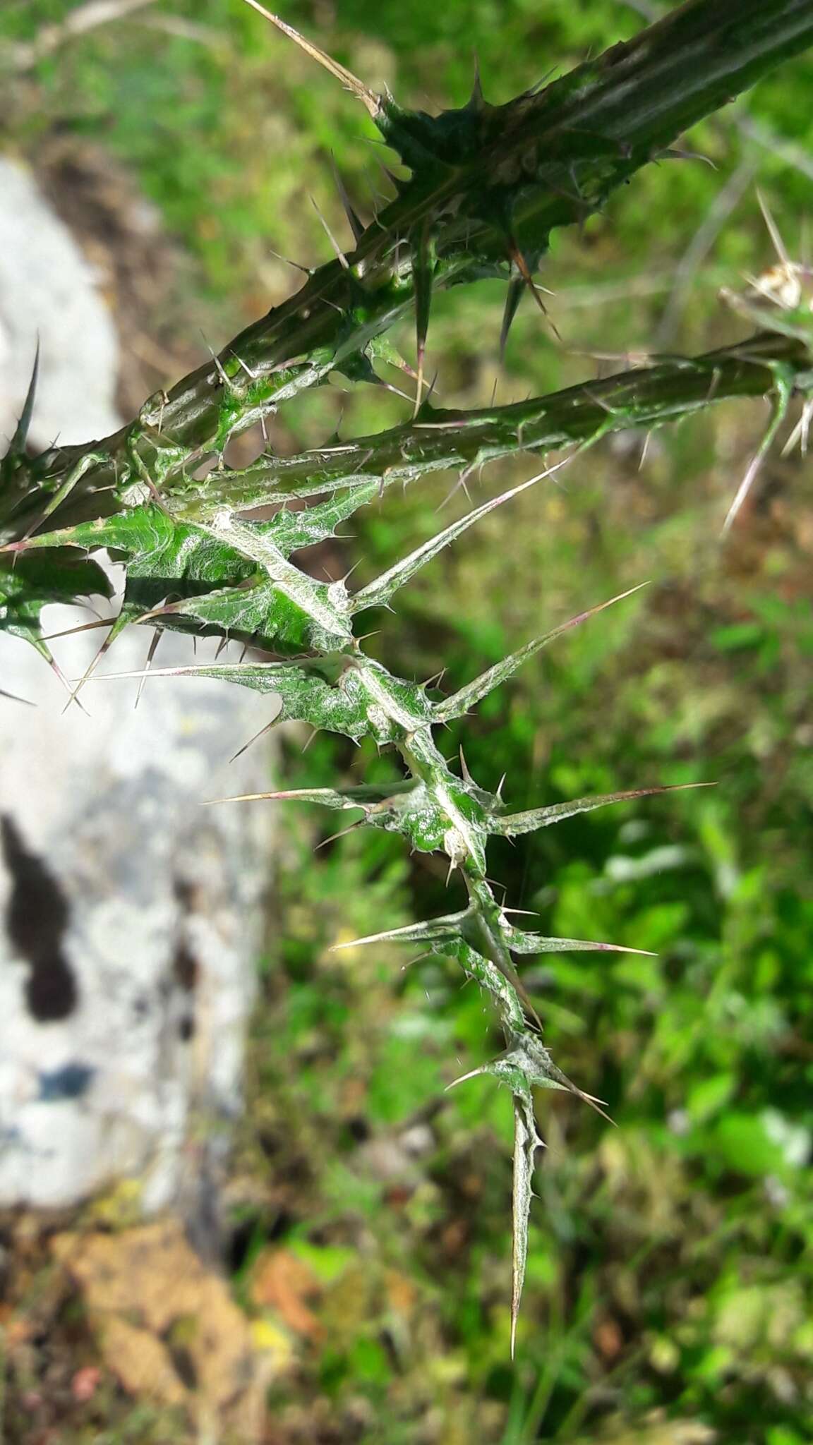 Image de Carduus carpetanus Boiss. & Reut.