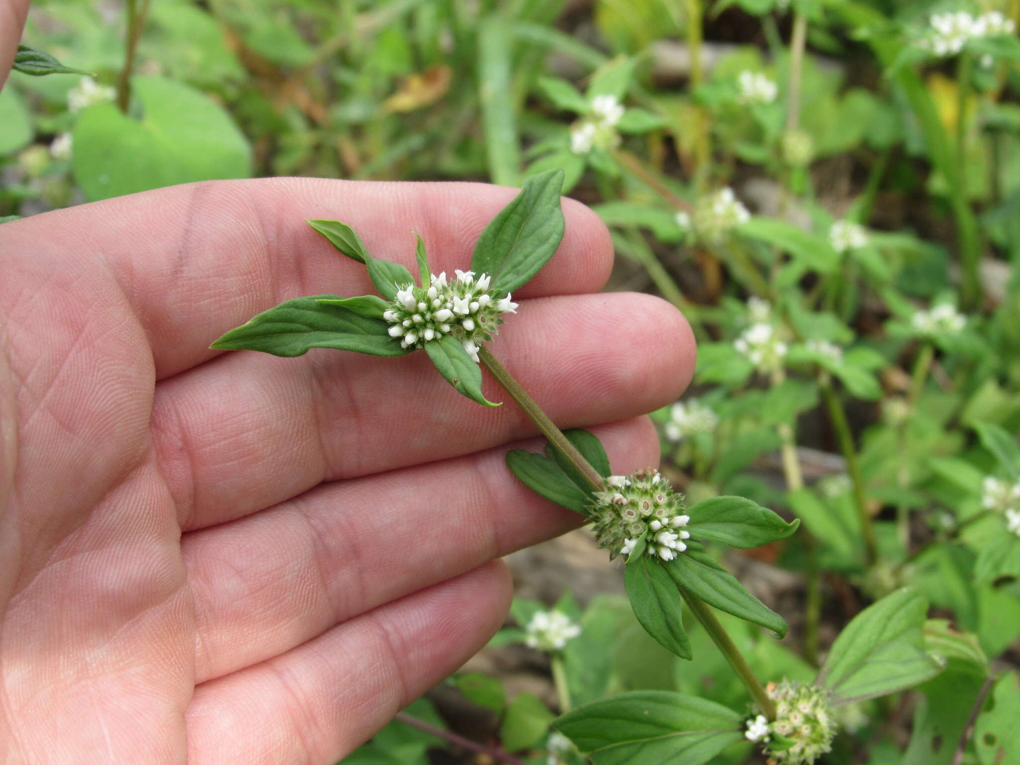 Image of Smooth False Buttonweed