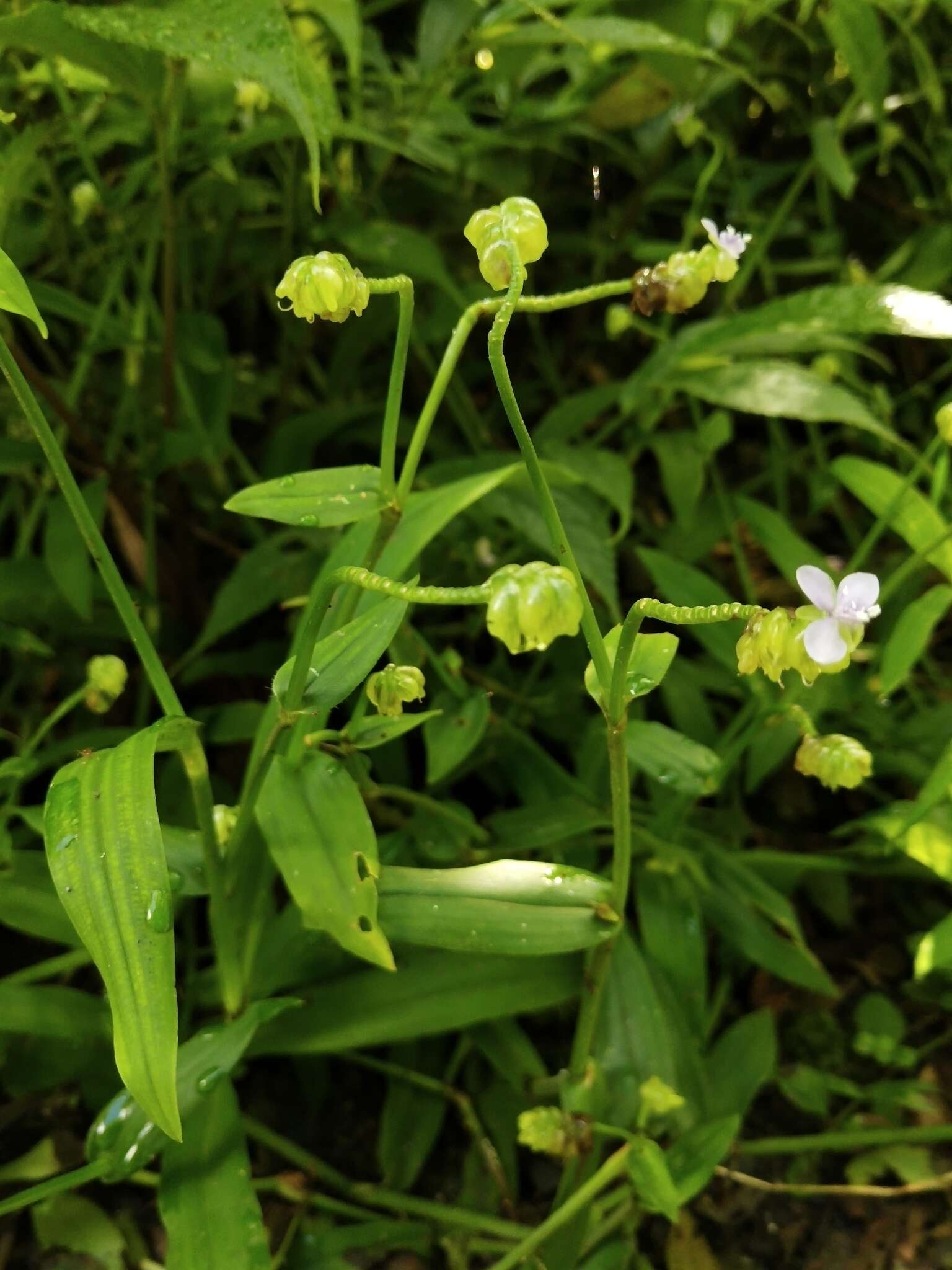 Murdannia bracteata (C. B. Clarke) J. K. Morton ex D. Y. Hong的圖片