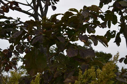 Image of Fraxinus chinensis subsp. rhynchophylla (Hance) A. E. Murray