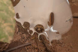 Image of Sumatran Puddle Frog