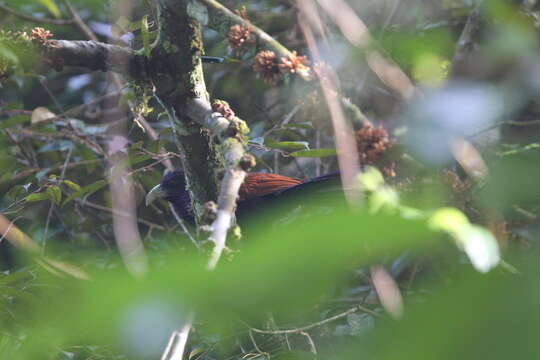 Image of Green-billed Coucal