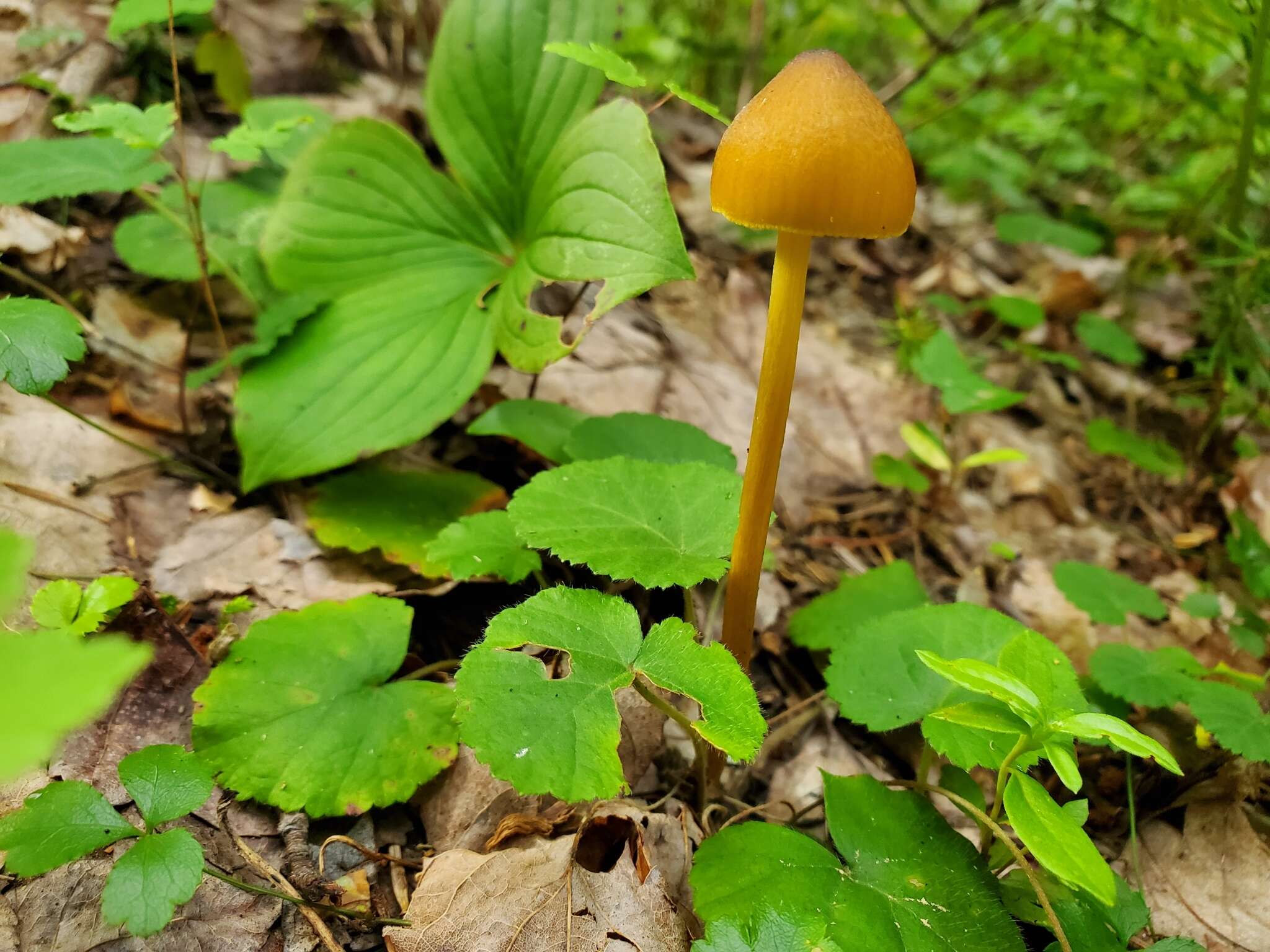 Image of Entoloma luteum Peck 1902