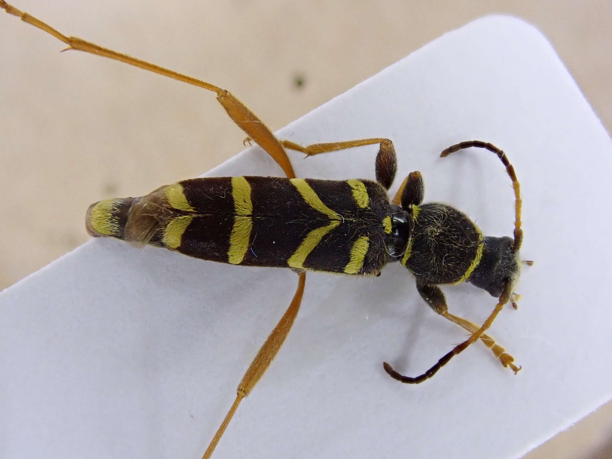 Image of Wasp beetle