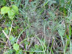 Image of Genista hispanica L.