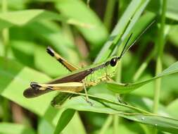 Image of Ceracris nigricornis Walker & F. 1870