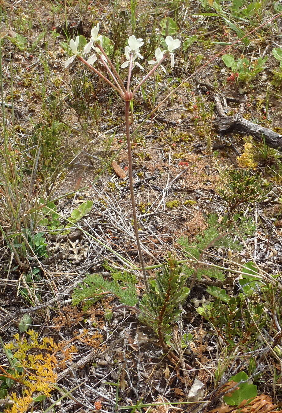 Image of Pelargonium triste (L.) L'Her.