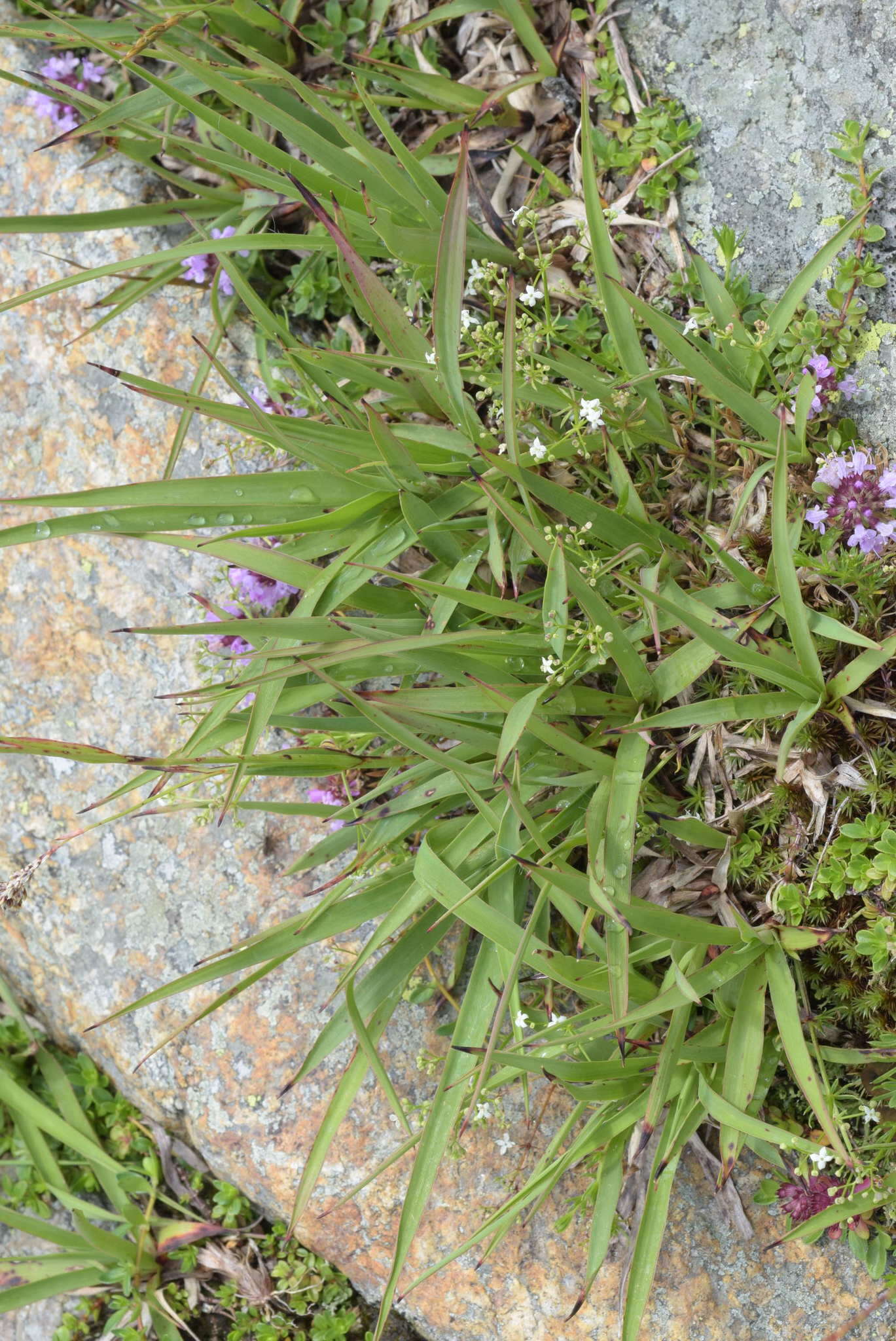 Image de Luzula alpinopilosa (Chaix) Breistr.