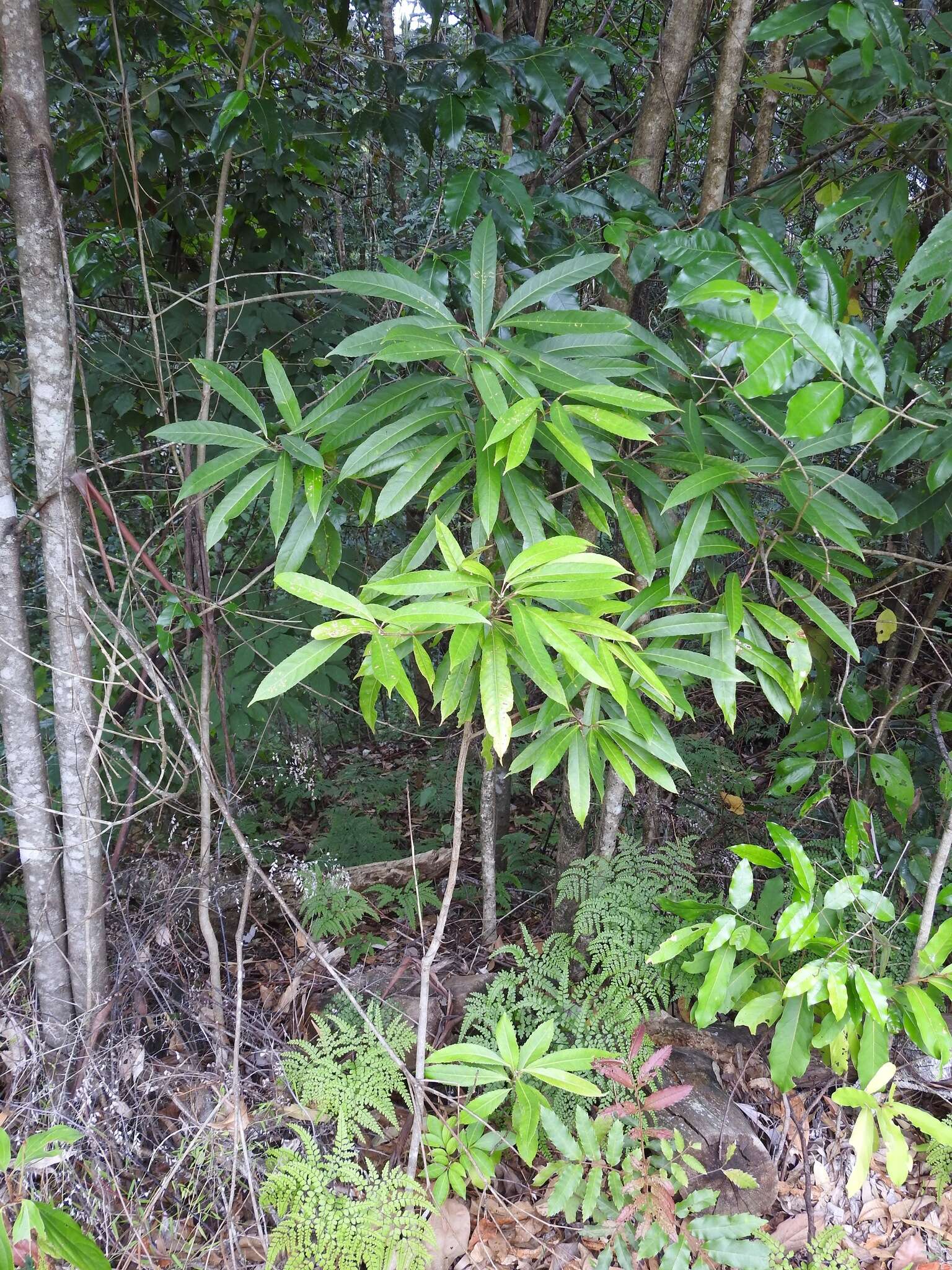 Image of Elaeocarpus kirtonii F. Müll. ex F. M. Bailey