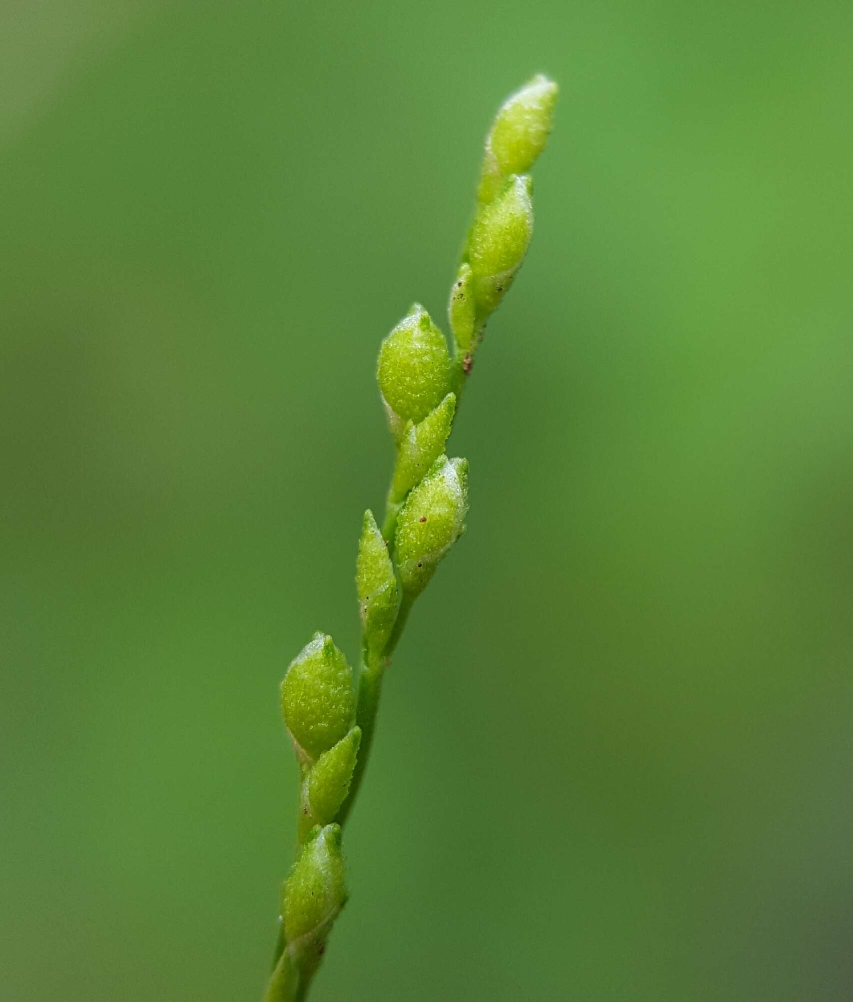 Plancia ëd Acroceras elegans A. Camus