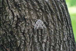 Image of Yellow-banded Underwing