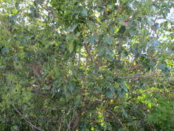 Image of Florida poisontree