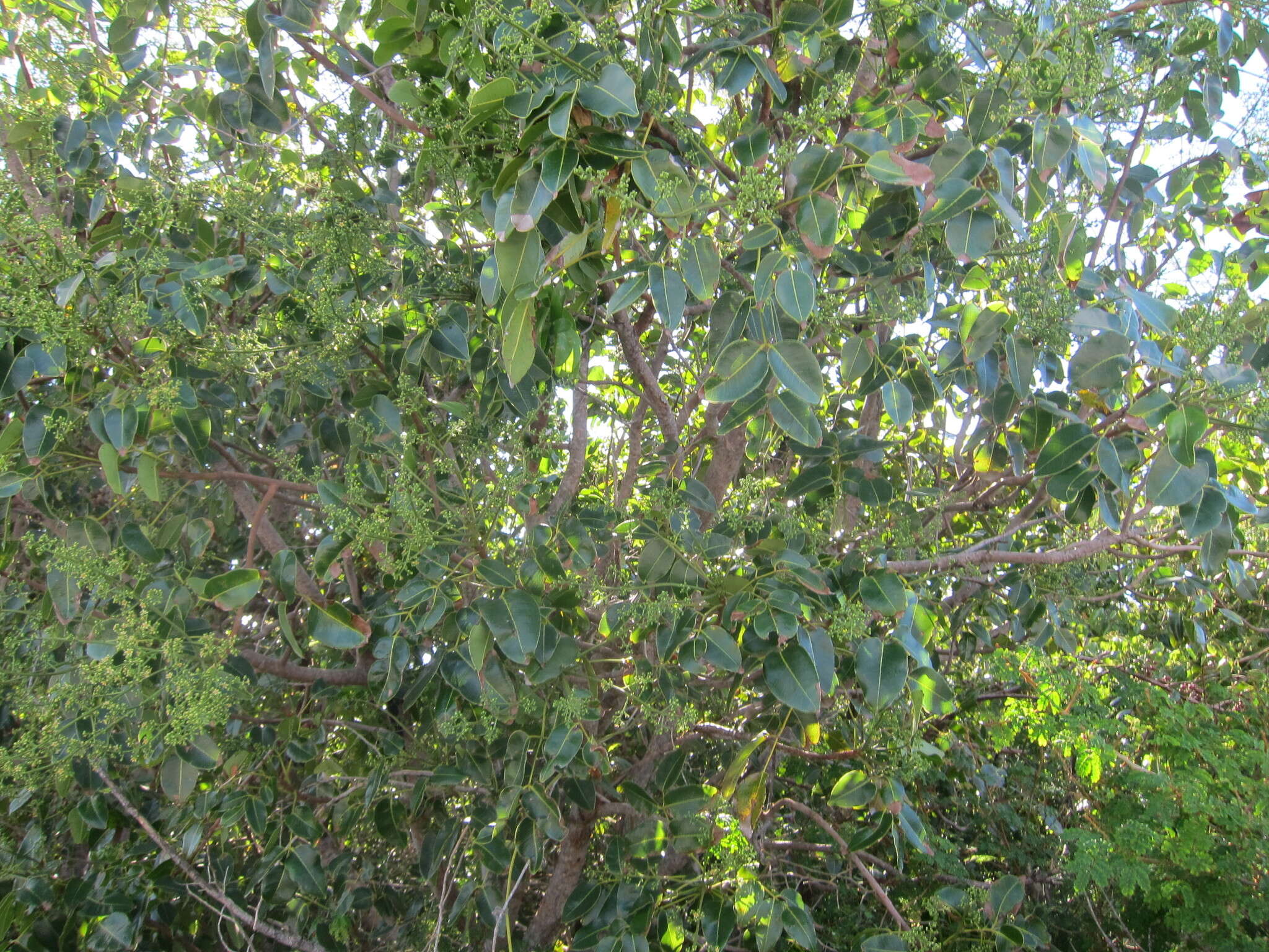 Image of Florida poisontree