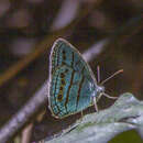 Image of Caeruleuptychia tenera Weymer 1911