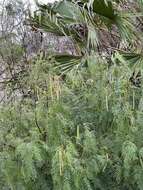 Image of honey mesquite