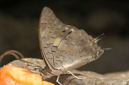 Imagem de Charaxes solon Fabricius 1793