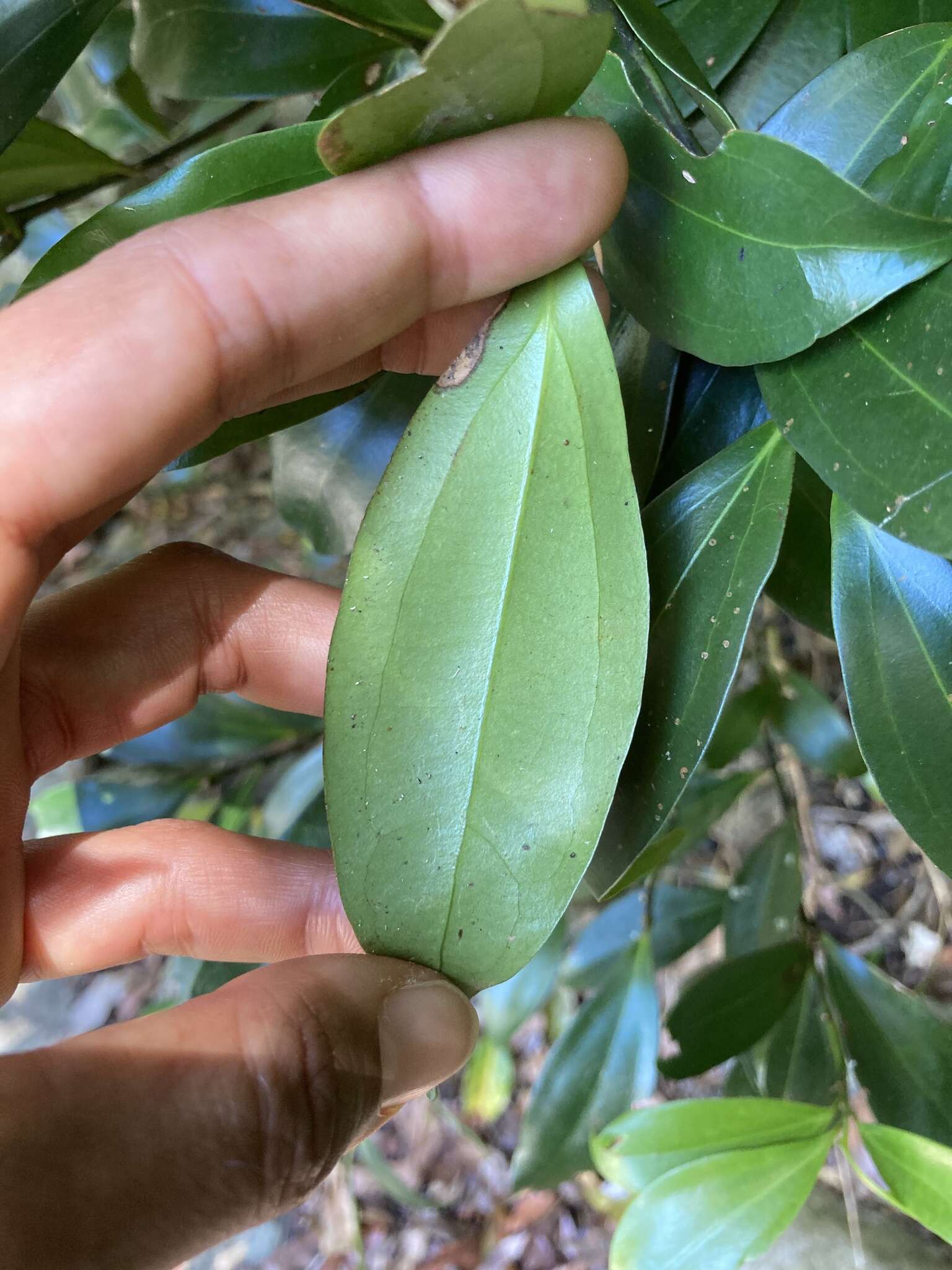 Image of Cryptocarya laevigata Bl.