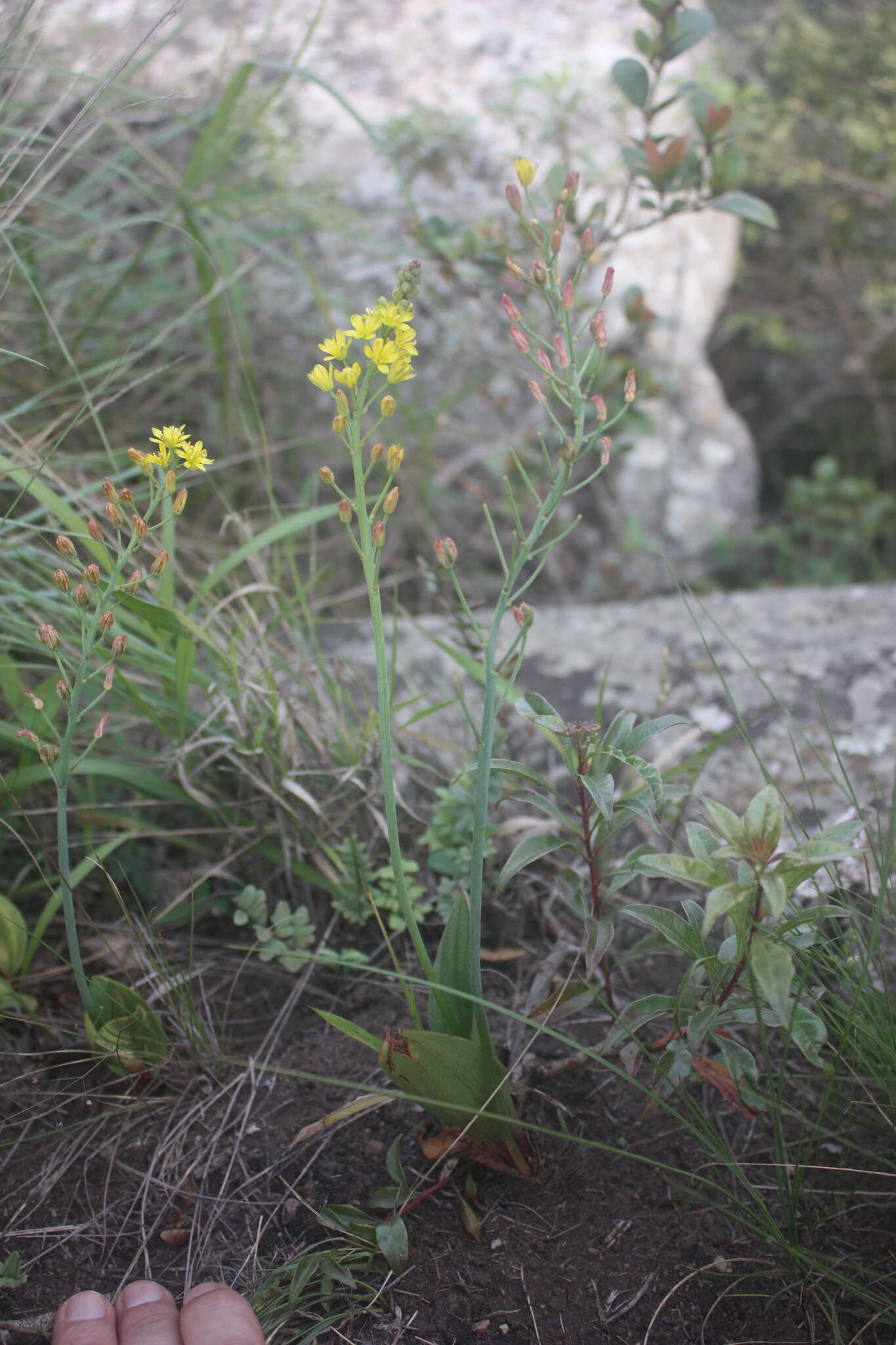 Image of Eriospermum mackenii subsp. mackenii