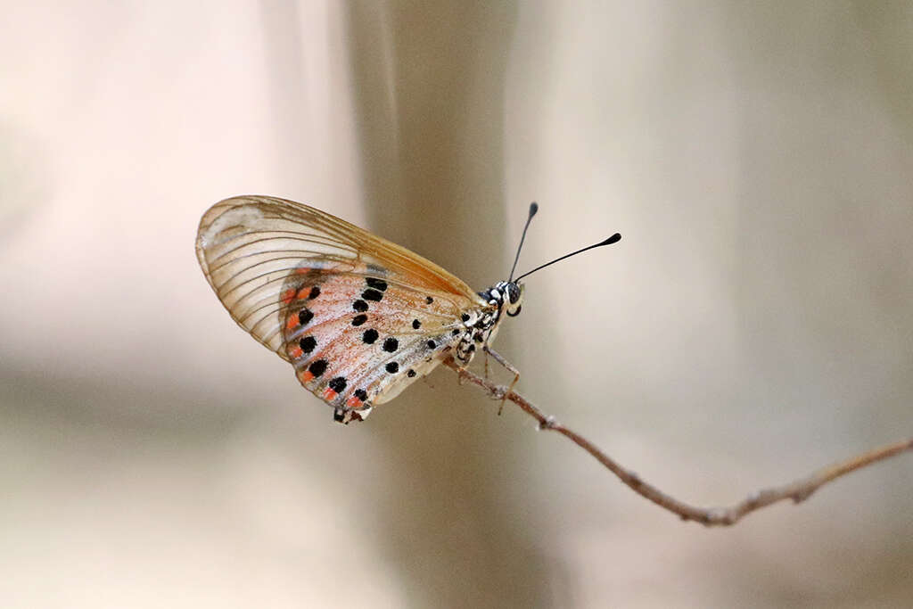 Acraea ranavalona Boisduval 1833的圖片