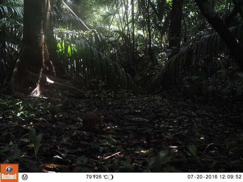 Image of Central American Agouti