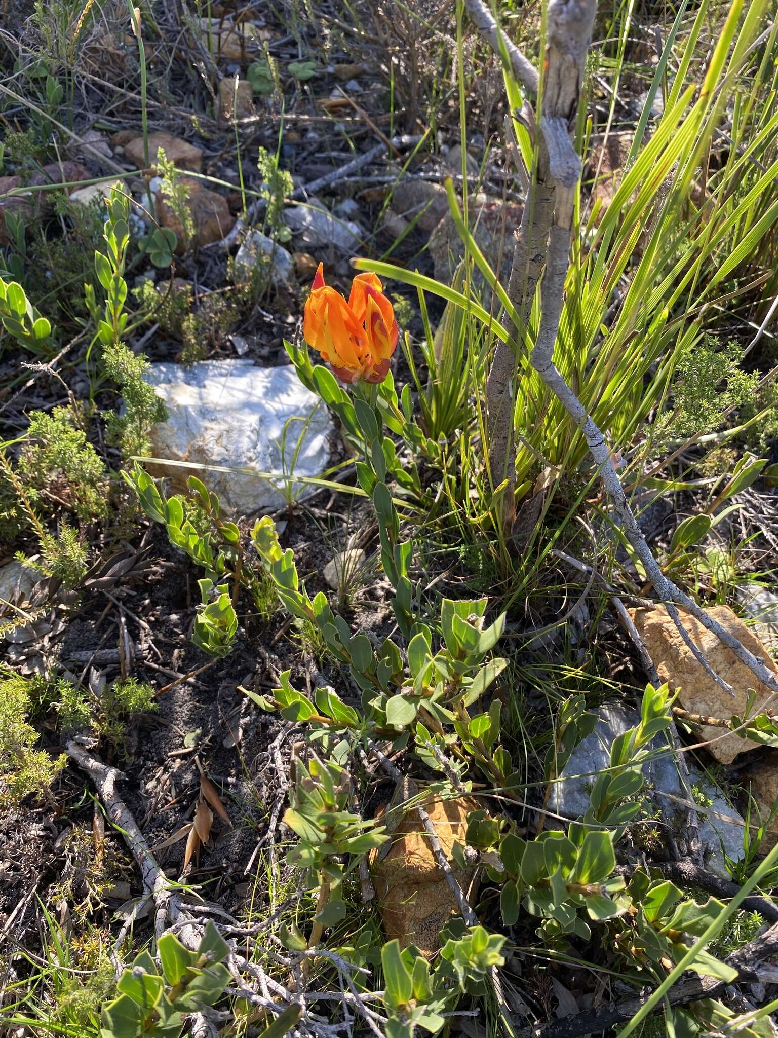 Plancia ëd Liparia splendens subsp. comantha (Eckl. & Zeyh.) Bos & de Wit