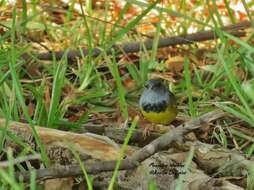 Image of Mourning Warbler