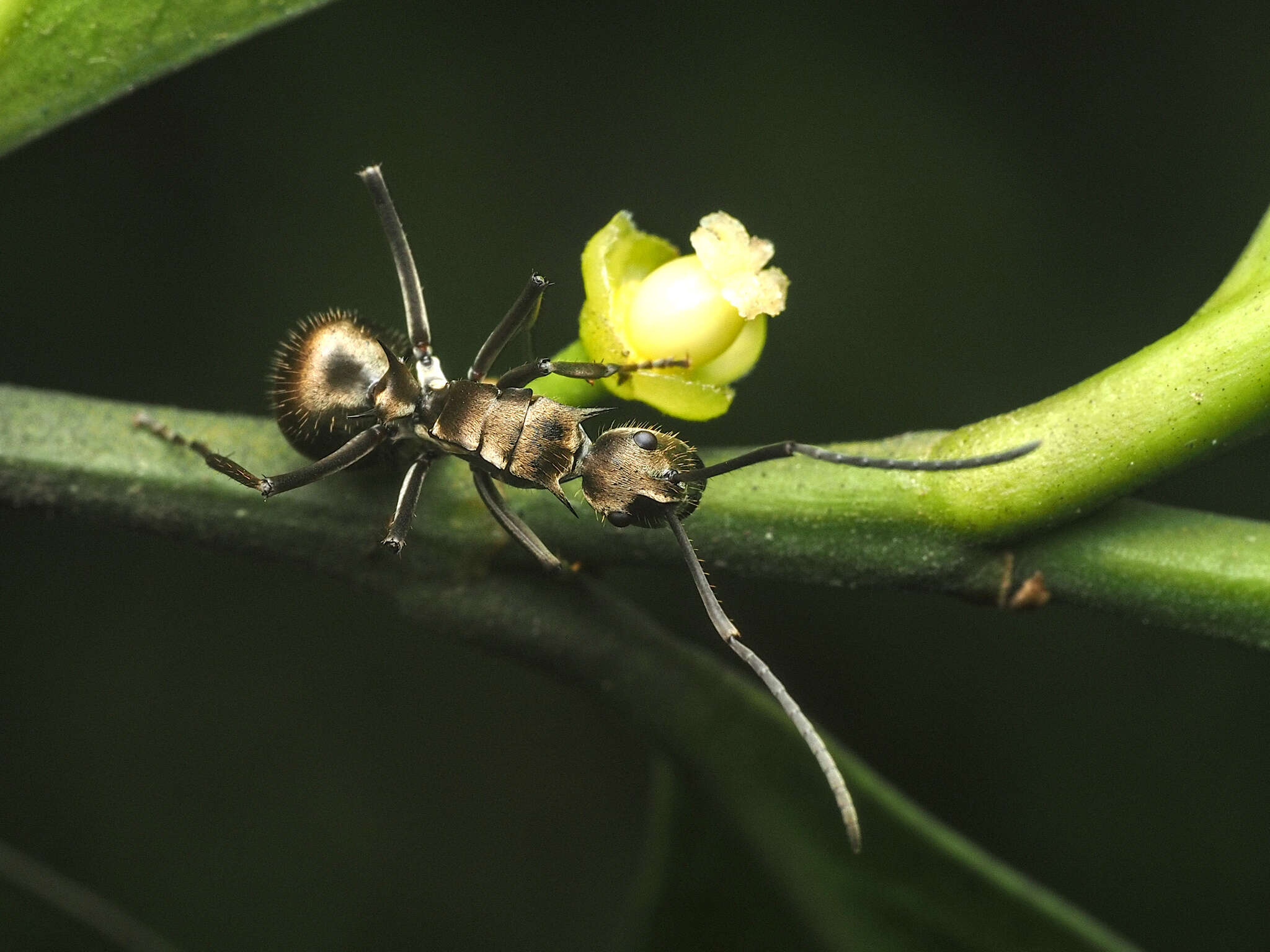 صورة Polyrhachis proxima Roger 1863