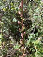 Image of savanna blazing star