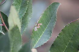 Image of Stigmella heteromelis Newton & Wilkinson 1982