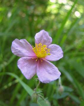 Image of Helianthemum nummularium var. pyrenaicum (Janchen) C. Raynaud