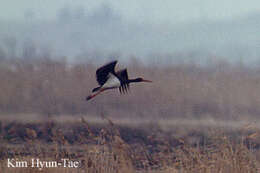 Image of Black Stork