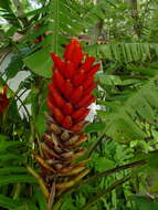 Image of Scarlet Banana