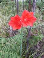 Image of George lily, Scarborough lily