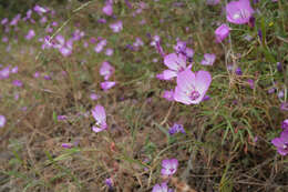 Image of speckled clarkia