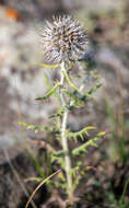 Image of Echinops humilis M. Bieb.