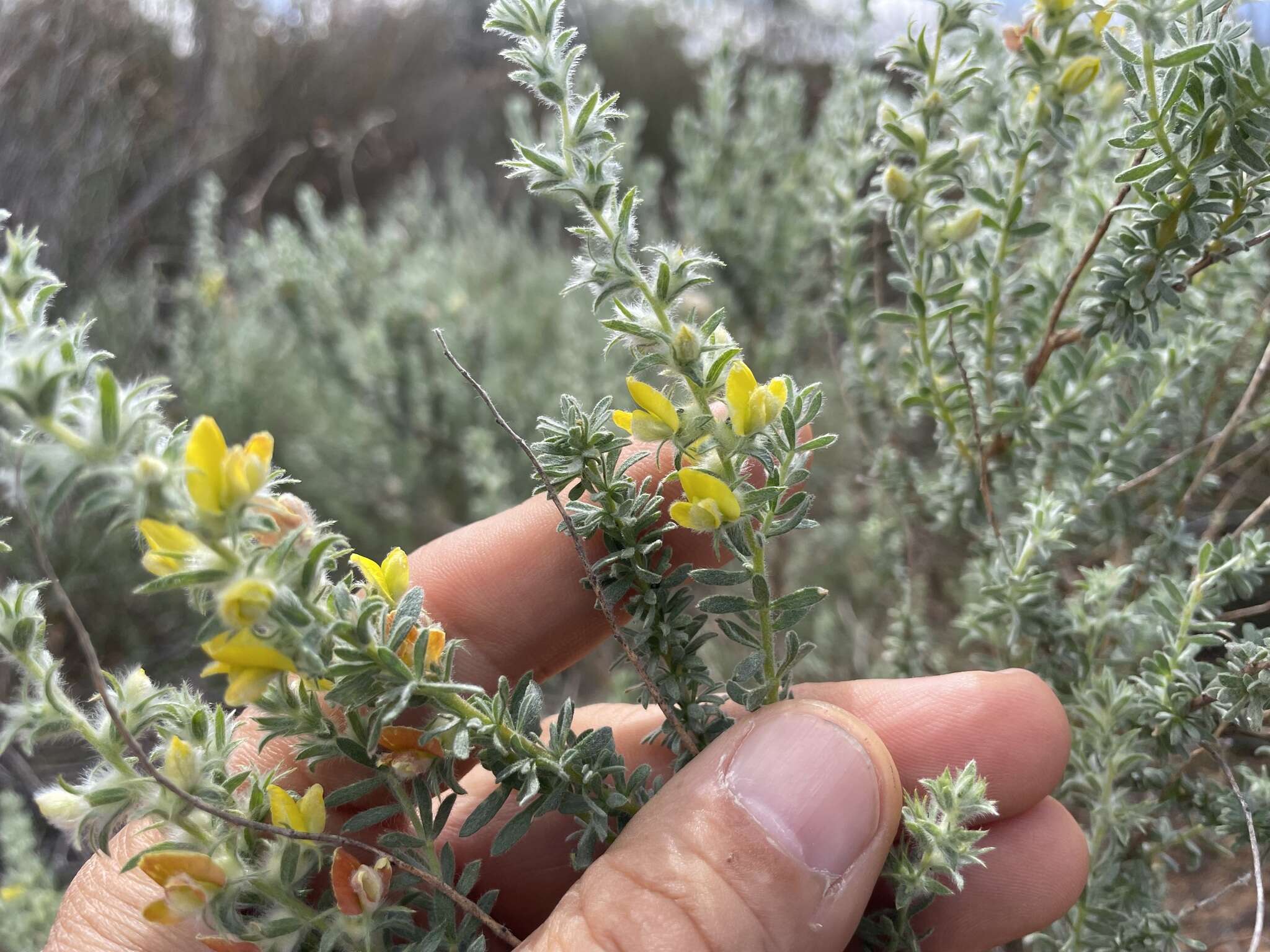 Image of Aspalathus heterophylla L. fil.