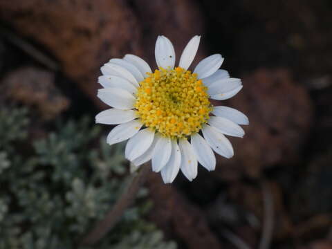 Image of Anthemis aetnensis Schouw