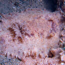 Image of Platydoris sabulosa Dorgan, Valdés & Gosliner 2002