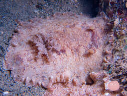 Image of Platydoris sabulosa Dorgan, Valdés & Gosliner 2002