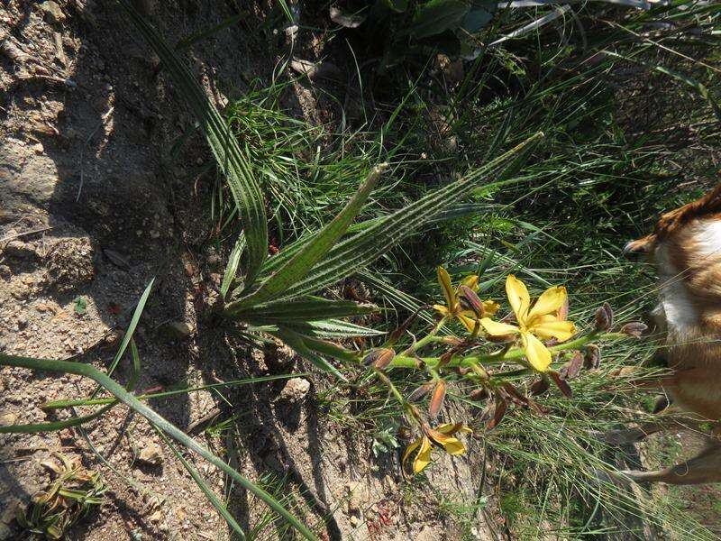 Image of Wachendorfia paniculata Burm.