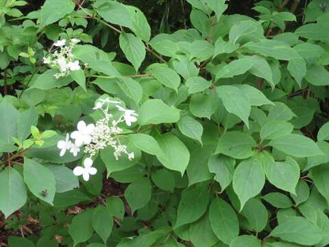 Image of panicled hydrangea