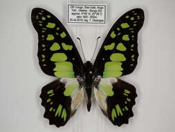 Sivun Graphium tynderaeus (Fabricius 1793) kuva