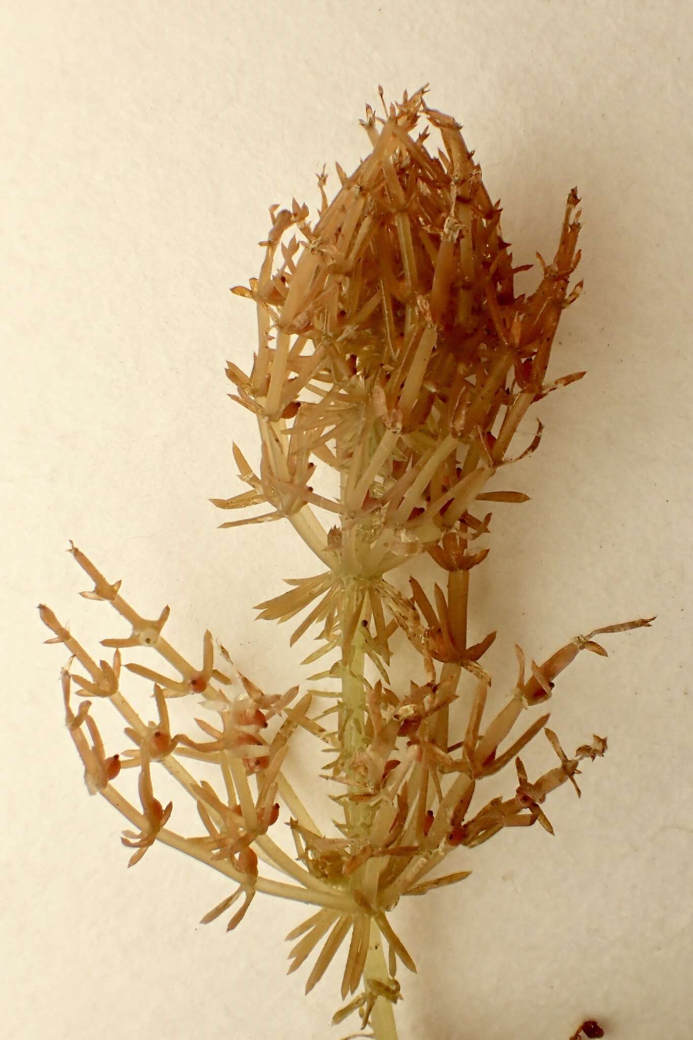 Image of Chara hornemannii