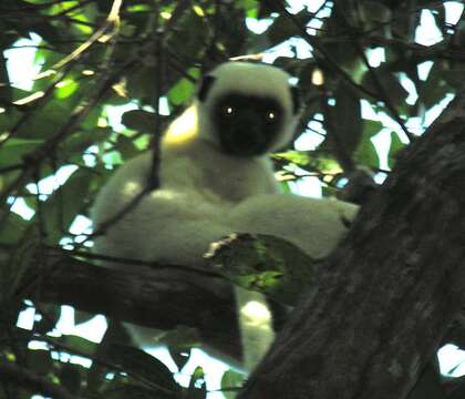 Imagem de Propithecus deckenii Peters 1870