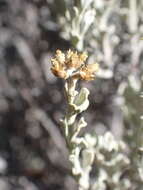 Image of Helichrysum excisum (Thunb.) Less.