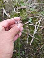 Imagem de Gladiolus recurvus L.