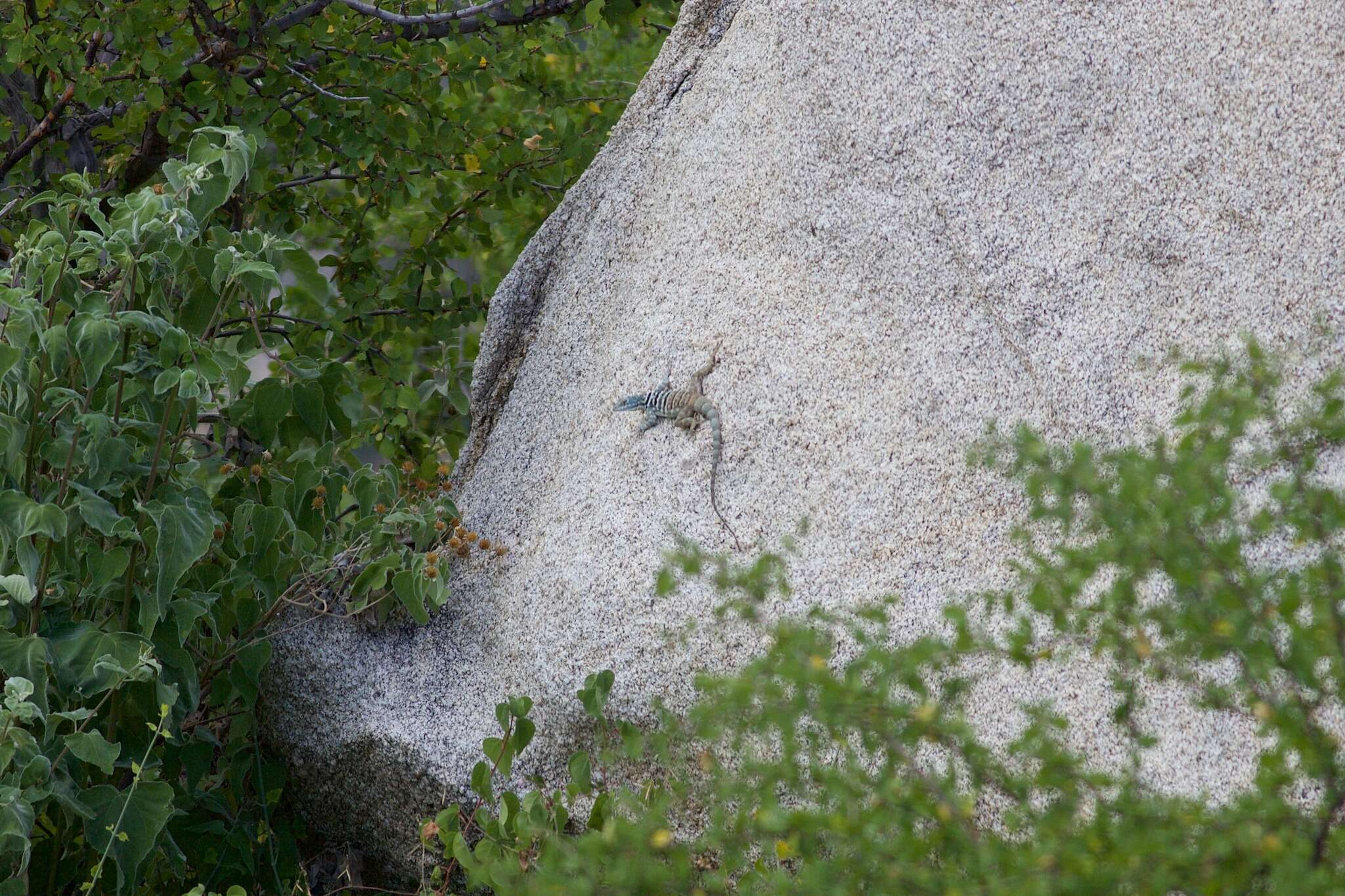 Image of Baja Blue Rock Lizard