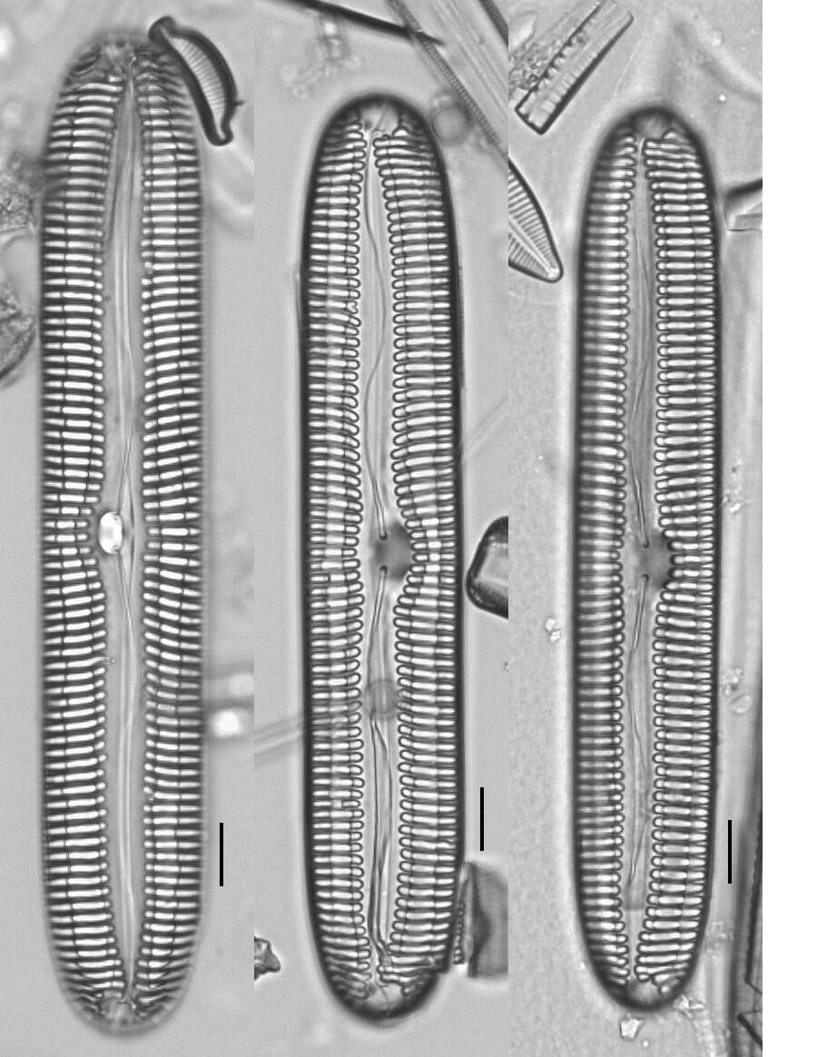 Image of Pinnularia streptoraphe Cleve 1891