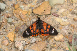 Image of Acraea amicitiae Heron 1909